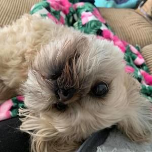 Meet your Posher, Trisha